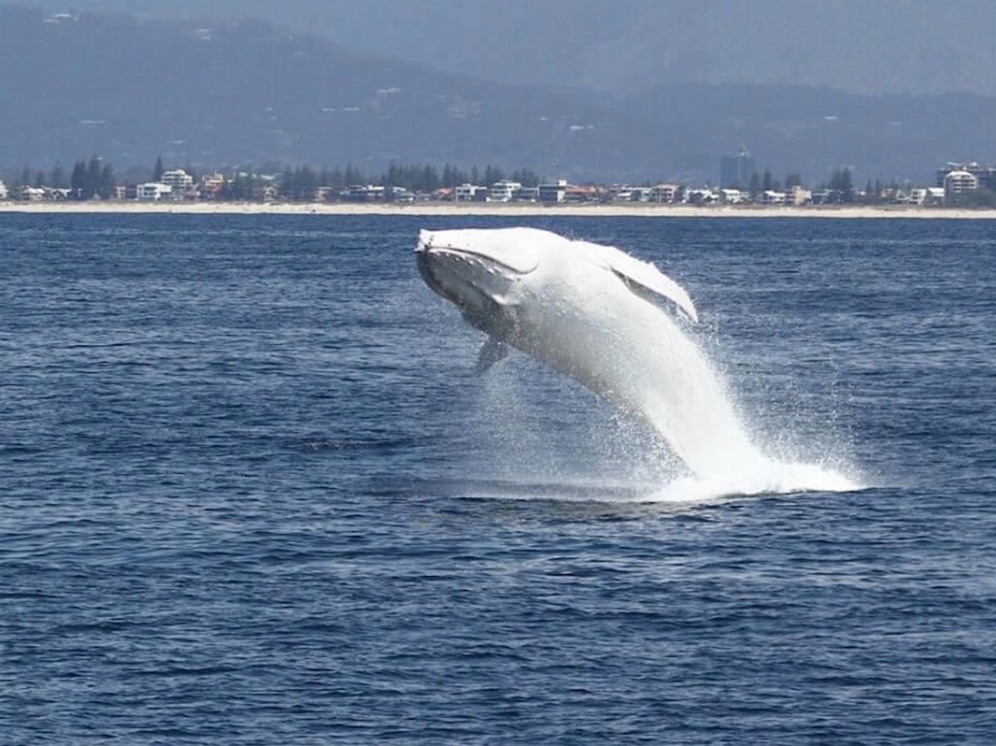 Spirit Whale Watching Spirit of Gold Coast Whale Watching Cruise