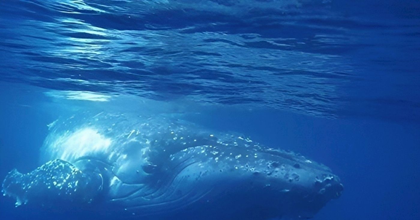 Spirit Whale Watching Spirit of Gold Coast Whale Watching Cruise