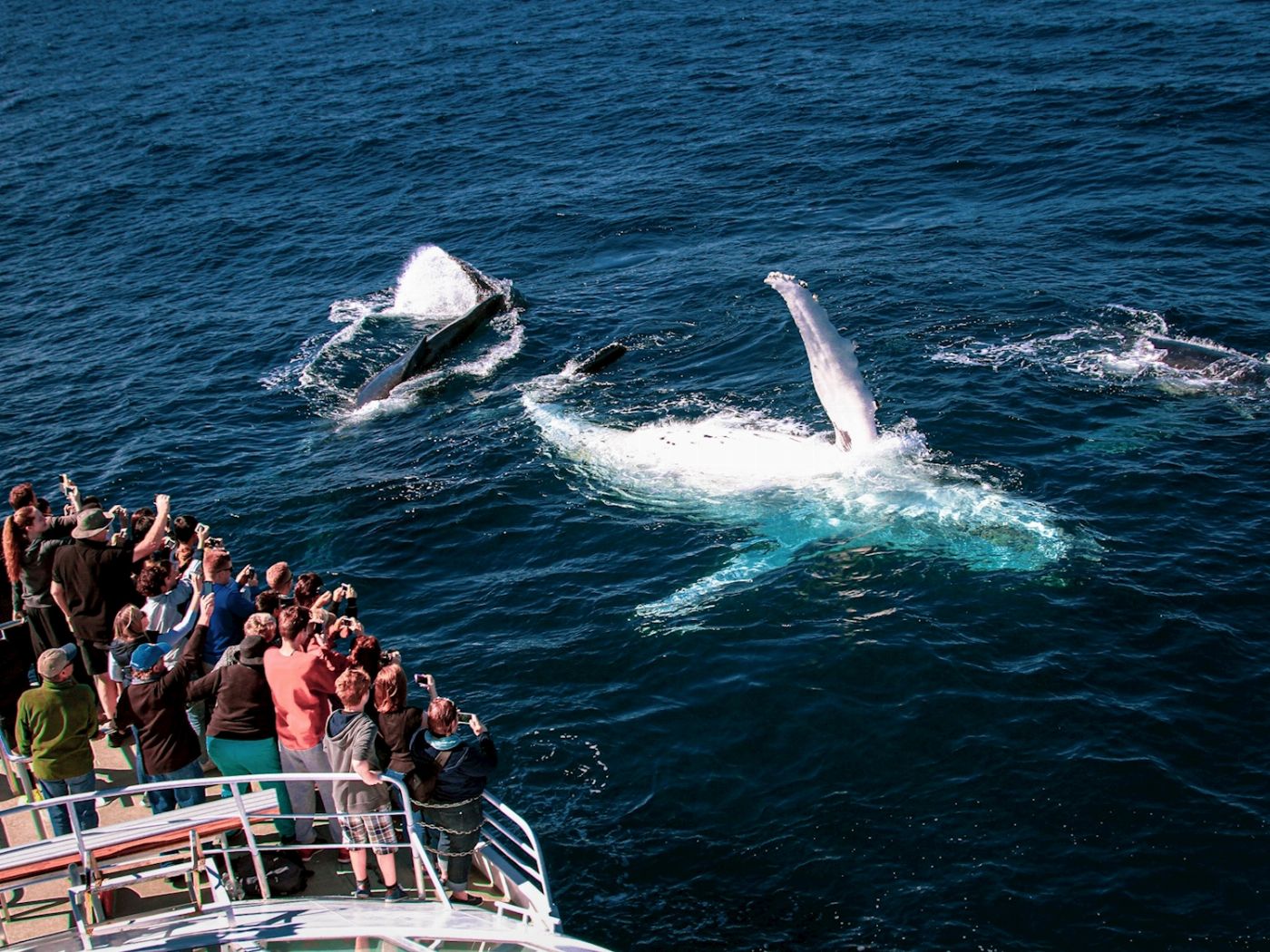 Spirit Whale Watching Spirit of Gold Coast Whale Watching Cruise