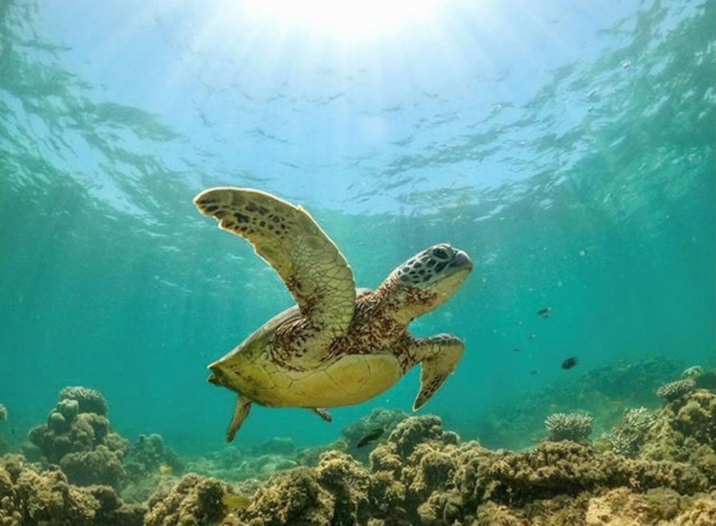 Exmouth Adventure Co Turtle Tour - Half Day Sea Kayak & Snorkel Tour