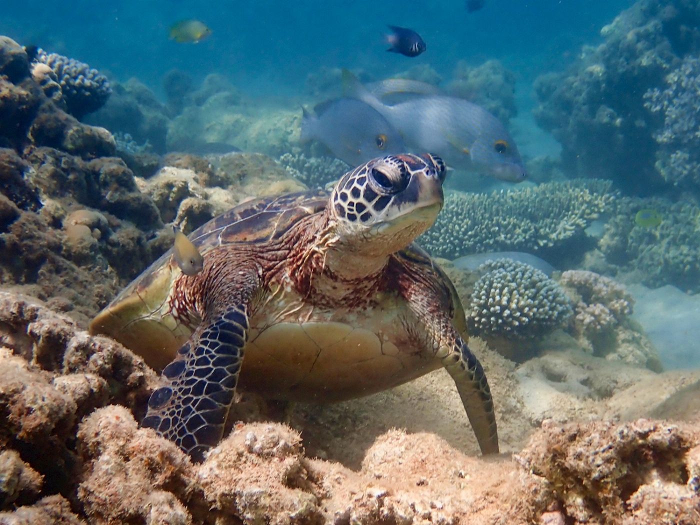 Exmouth Adventure Co Turtle Tour - Half Day Sea Kayak & Snorkel Tour