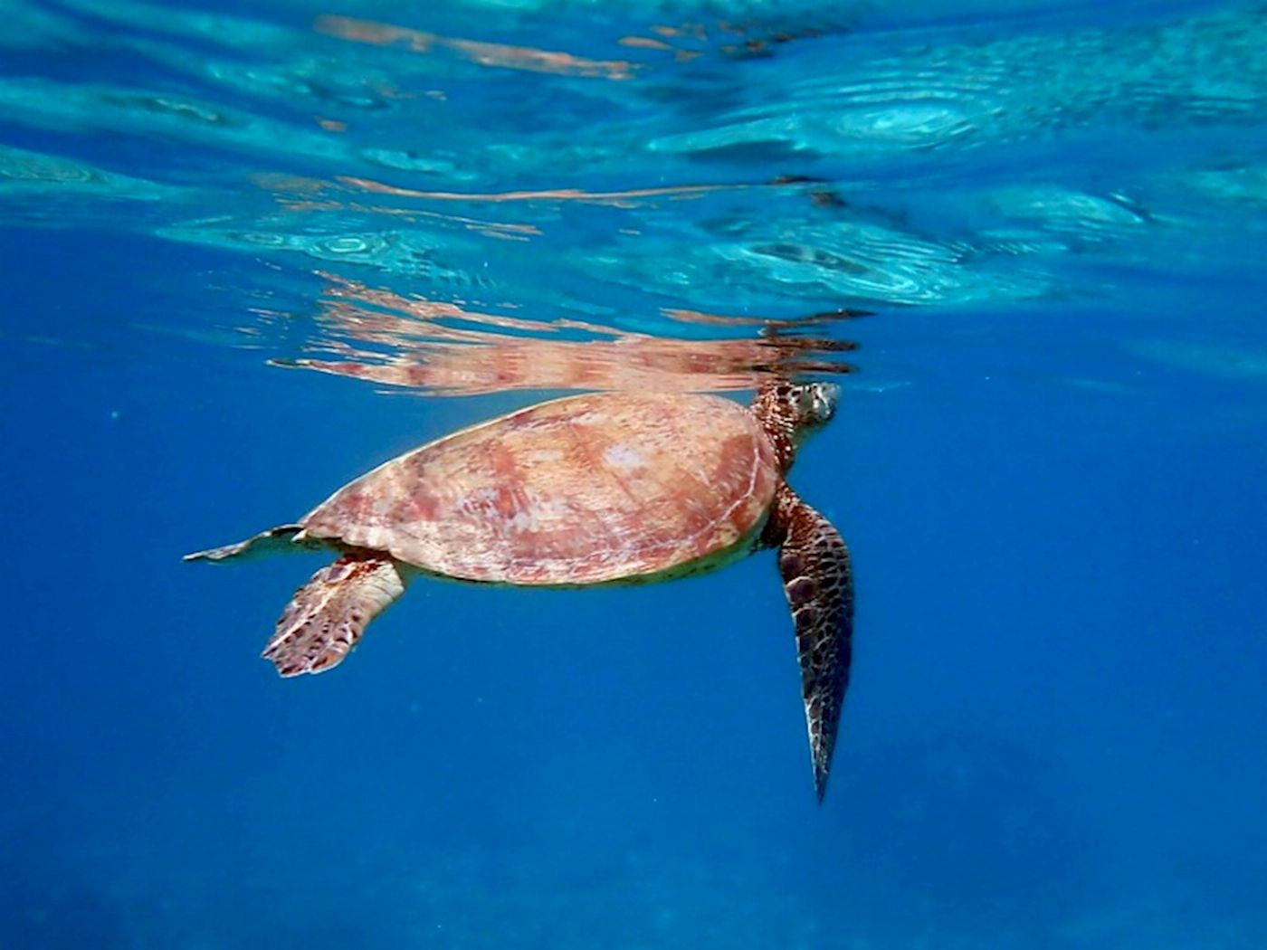 Exmouth Adventure Co Lagoon Explorer - Full Day Sea Kayak & Snorkel Tour