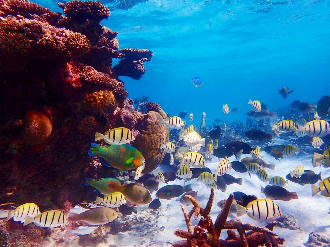 Exmouth Adventure Co Lagoon Explorer - Full Day Sea Kayak & Snorkel Tour