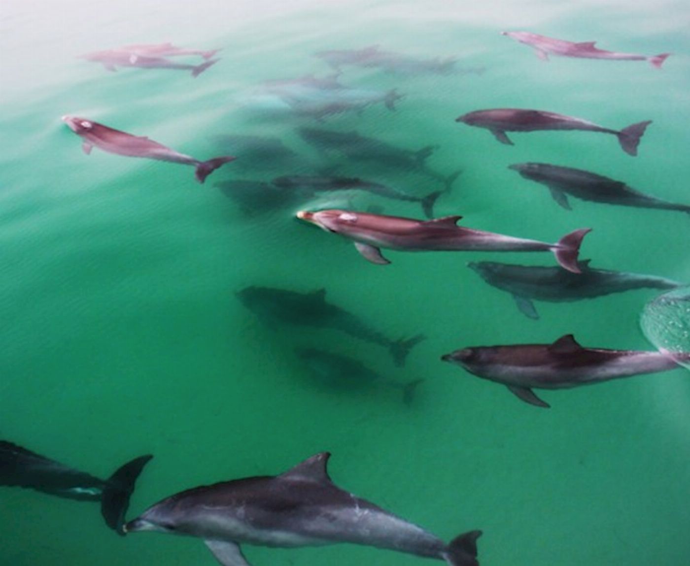 Temptation Sailing Wild Dolphin Watch