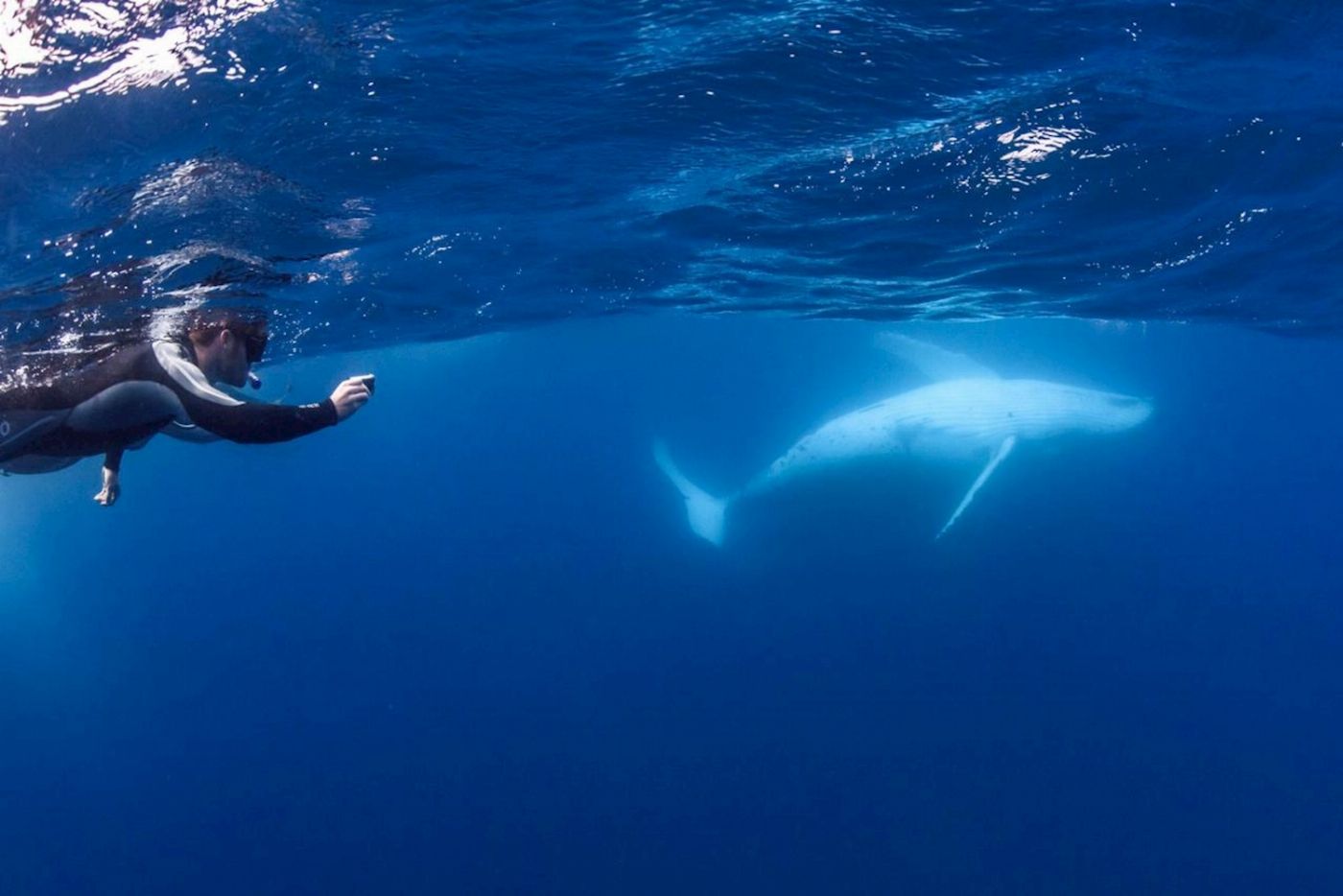Sunreef Mooloolaba Swim with Whales Tour