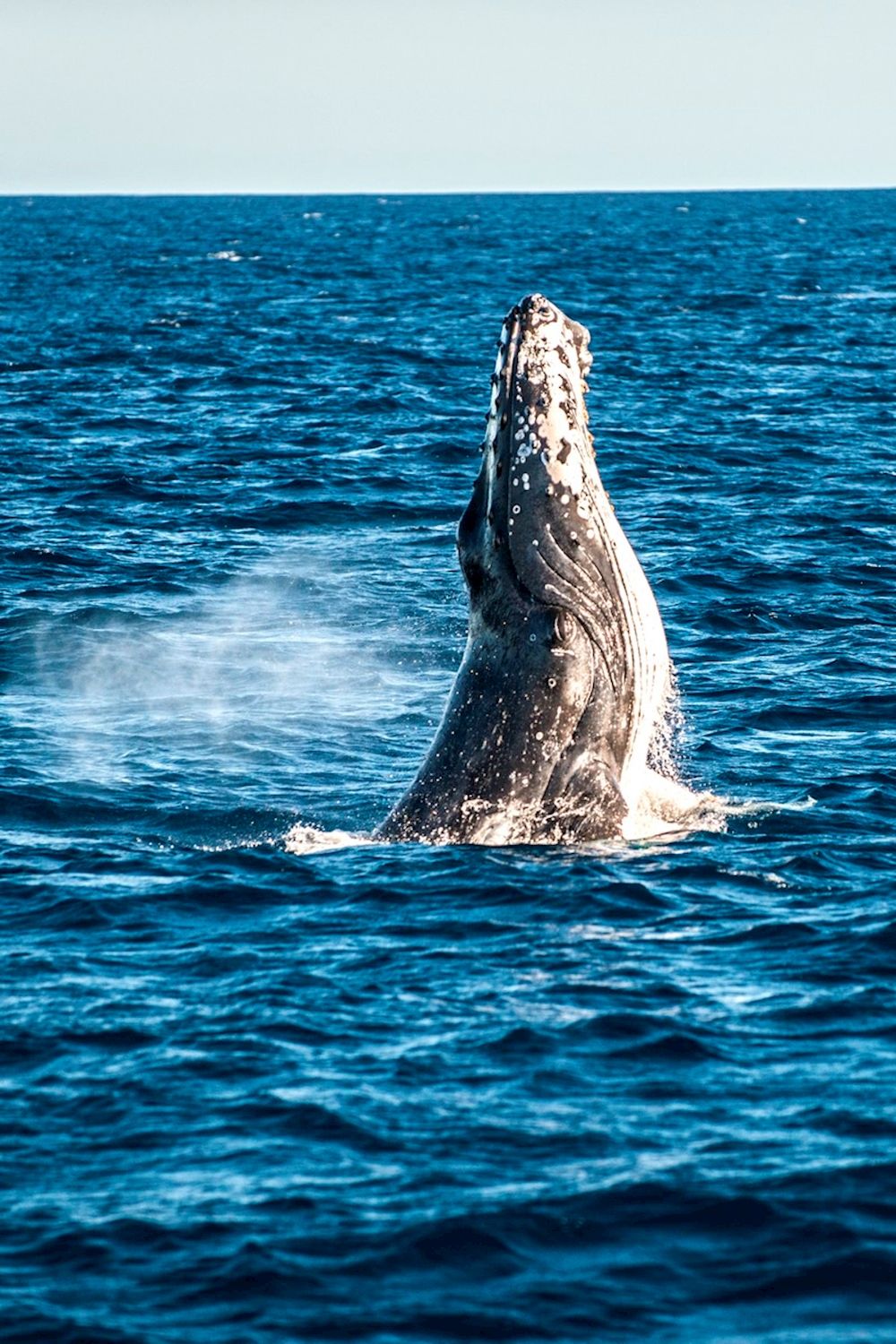Sunreef Mooloolaba Swim with Whales Tour