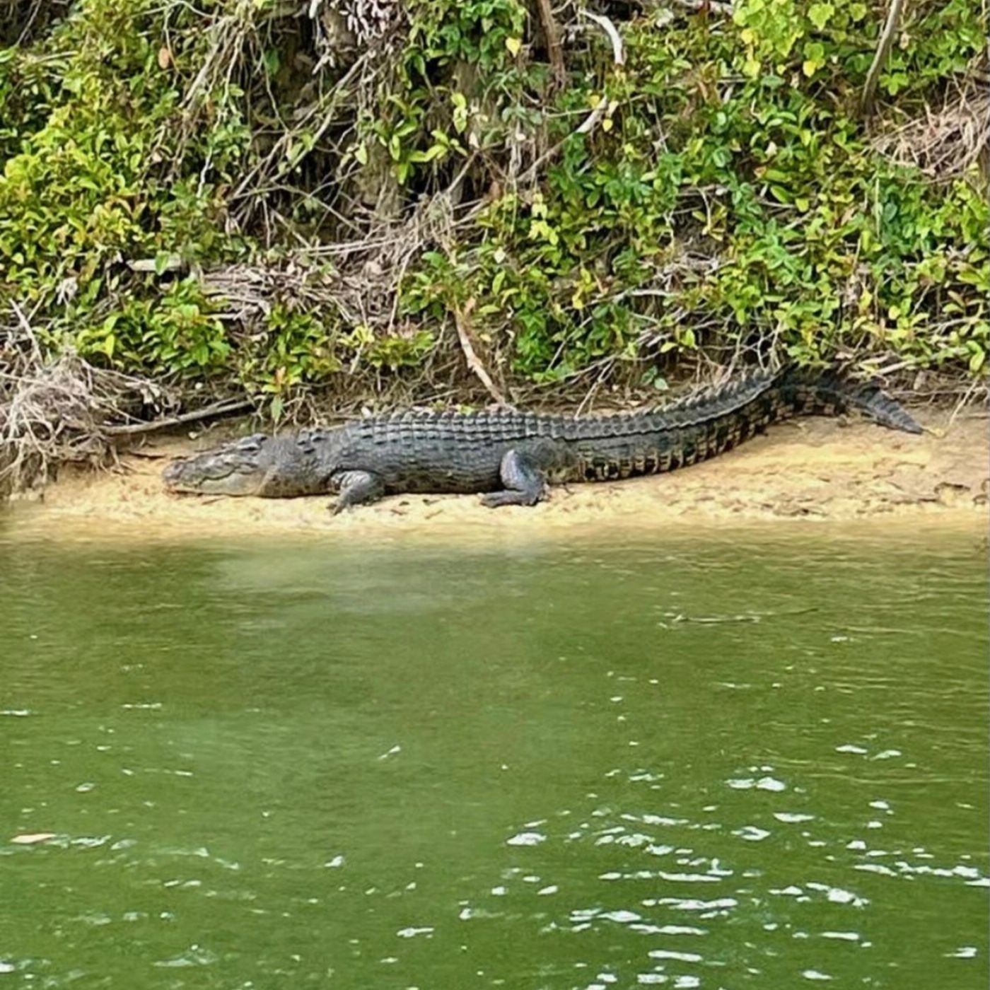 Cape Trib Connections Daintree, Cape Tribulation Beach and Mossman Gorge Day Tour