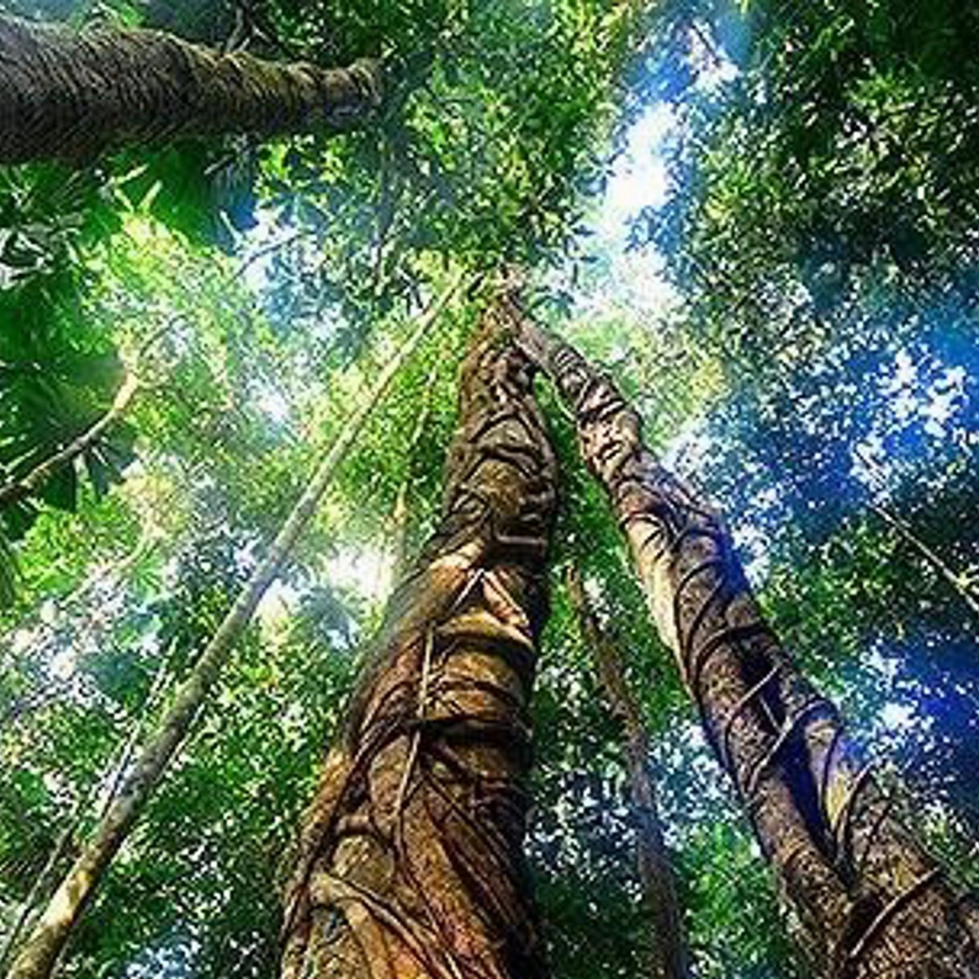Cape Trib Connections Daintree, Cape Tribulation Beach and Mossman Gorge Day Tour