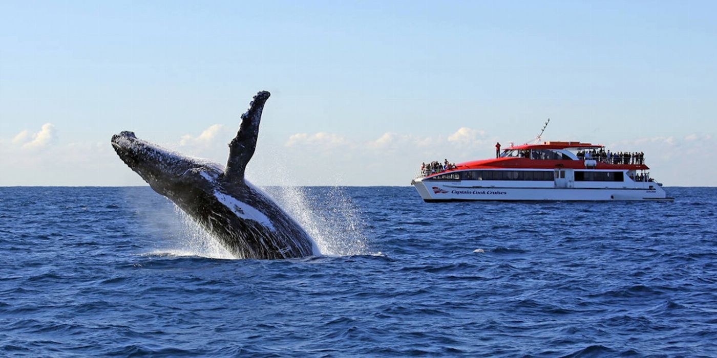 Captain Cook Cruises Sydney: Taronga Zoo & Whale Watching Cruise (1-Day combo)