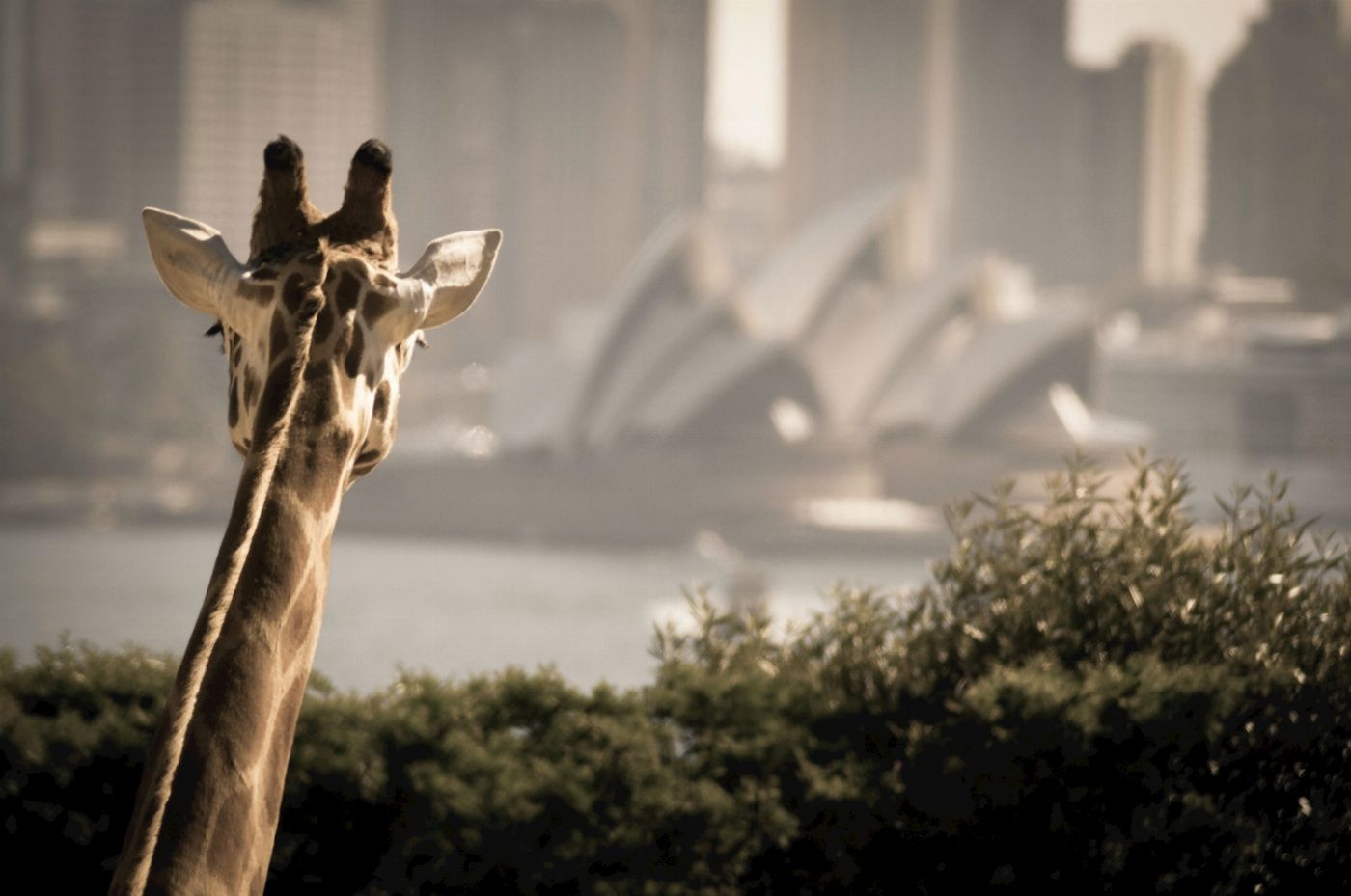 Captain Cook Cruises Sydney: Taronga Zoo & Whale Watching Cruise (1-Day combo)