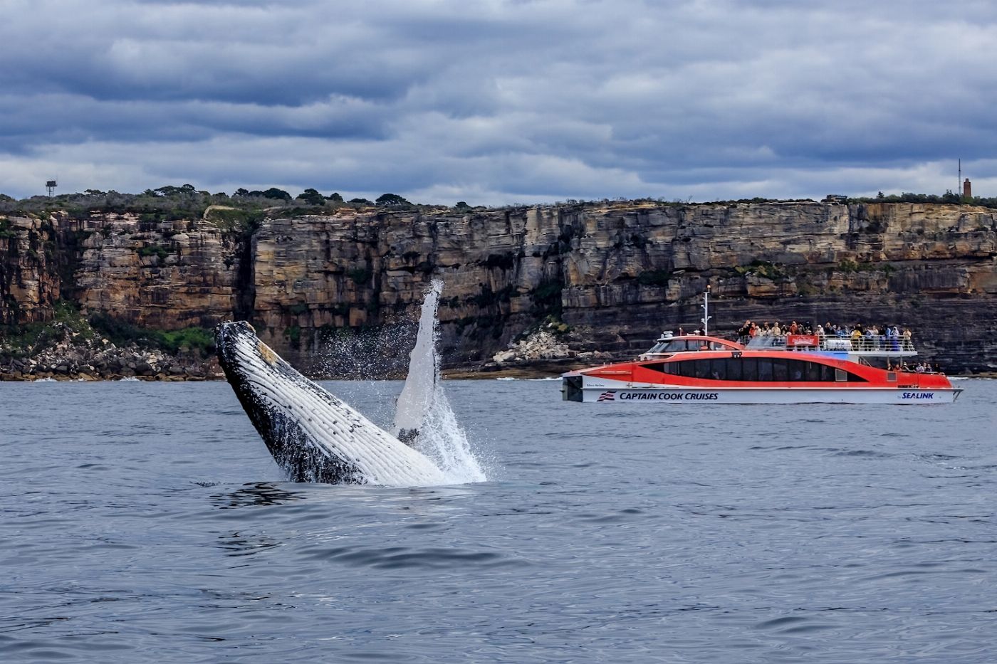 Captain Cook Cruises Sydney: Taronga Zoo & Whale Watching Cruise (1-Day combo)