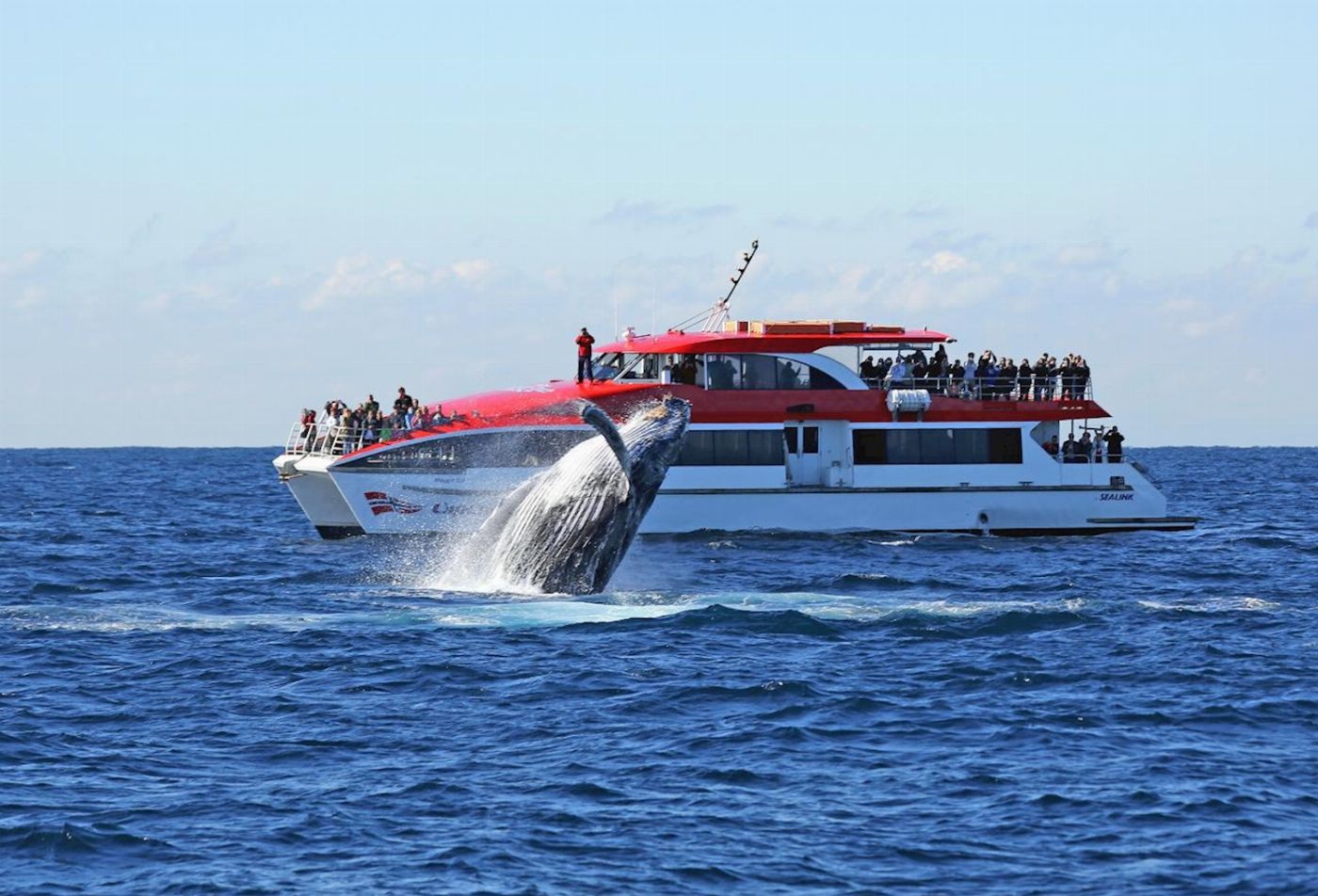 Captain Cook Cruises Sydney: Whale Watching Cruise - Afternoon