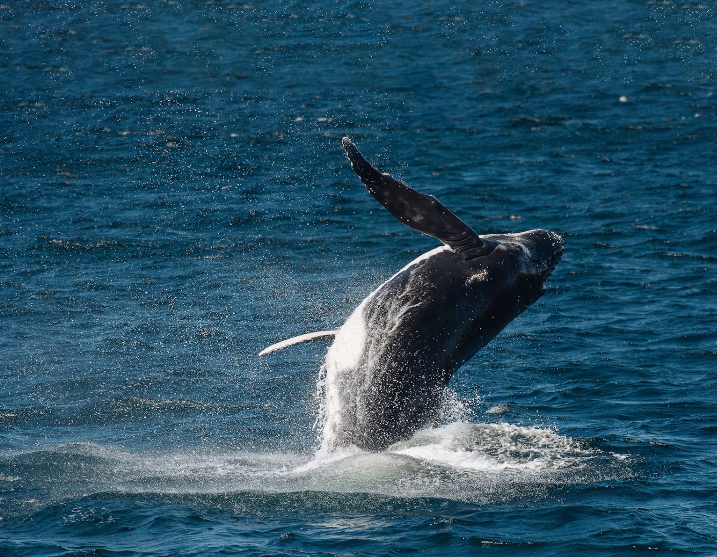 Captain Cook Cruises Sydney: Whale Watching Cruise - Afternoon