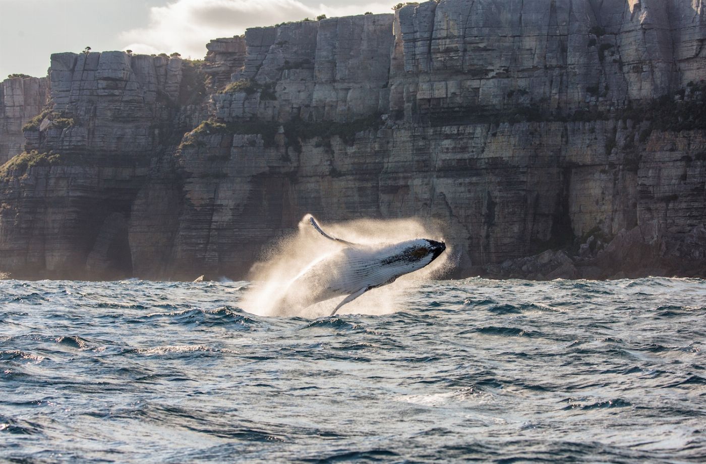Captain Cook Cruises Sydney: Whale Watching Cruise - Afternoon