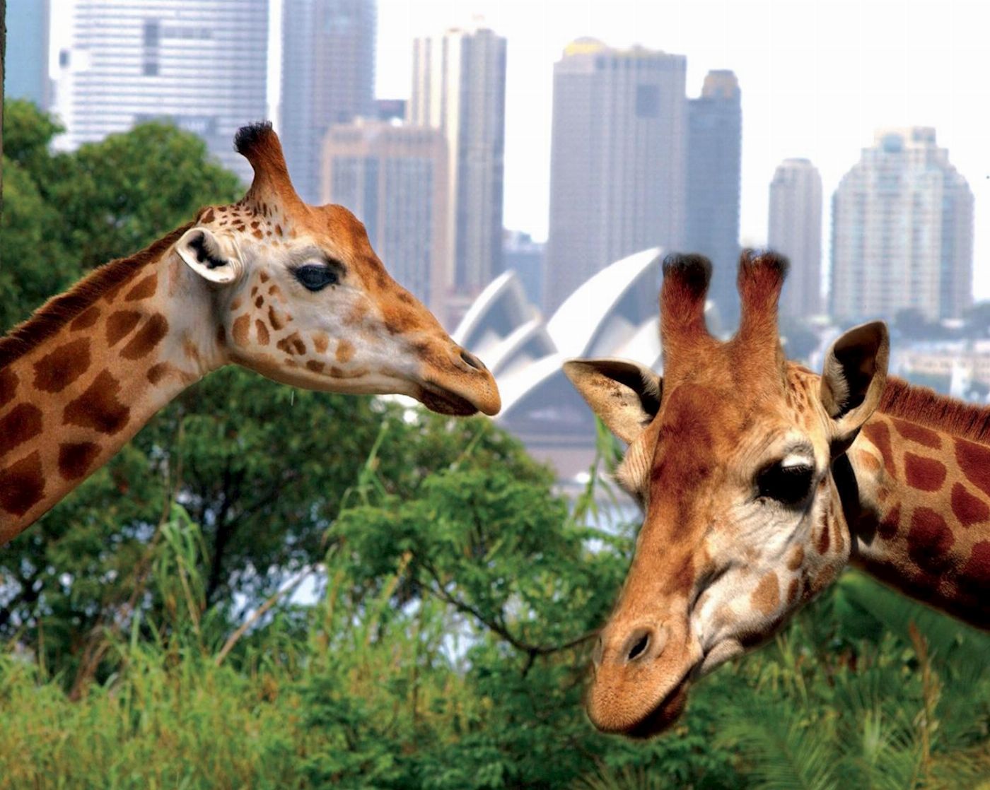 Captain Cook Cruises Sydney: Taronga Zoo Entry & Return Ferry from Circular Quay