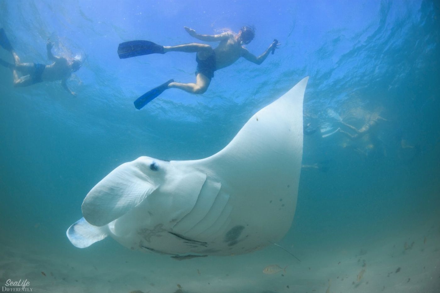 Coral Bay Ecotours Swim with Manta Rays