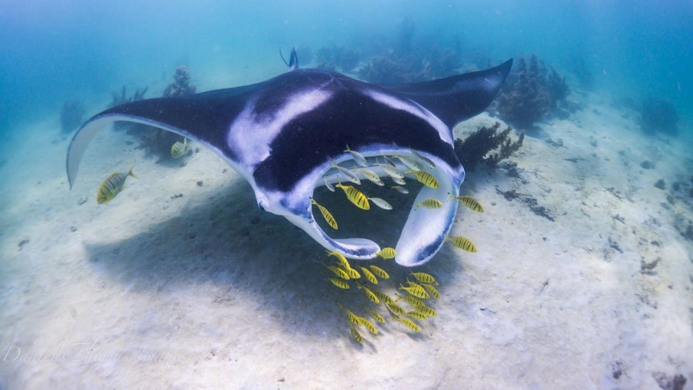 Coral Bay Ecotours Swim with Manta Rays