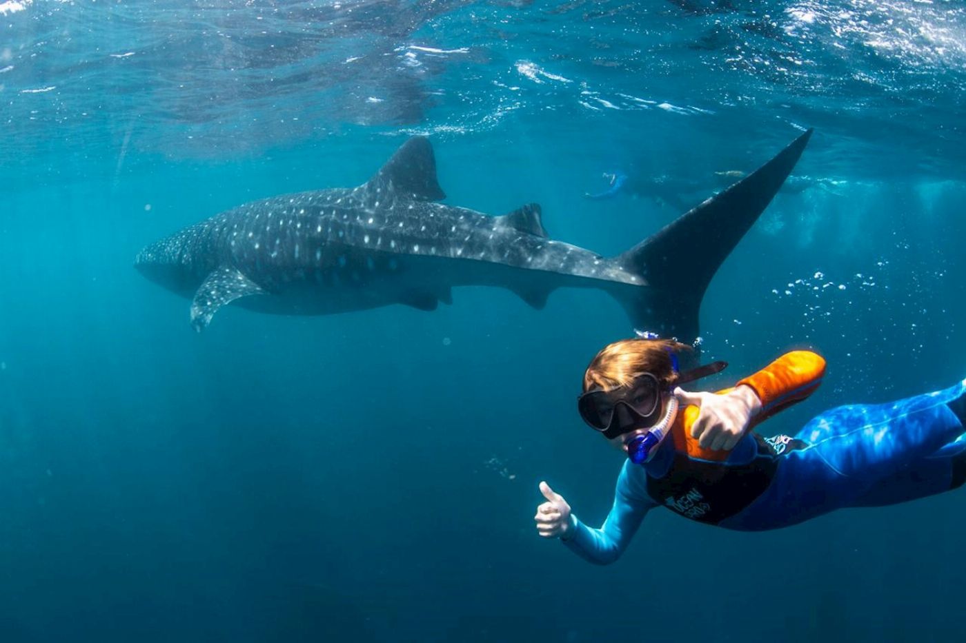 Coral Bay Ecotours Whale Shark Safari