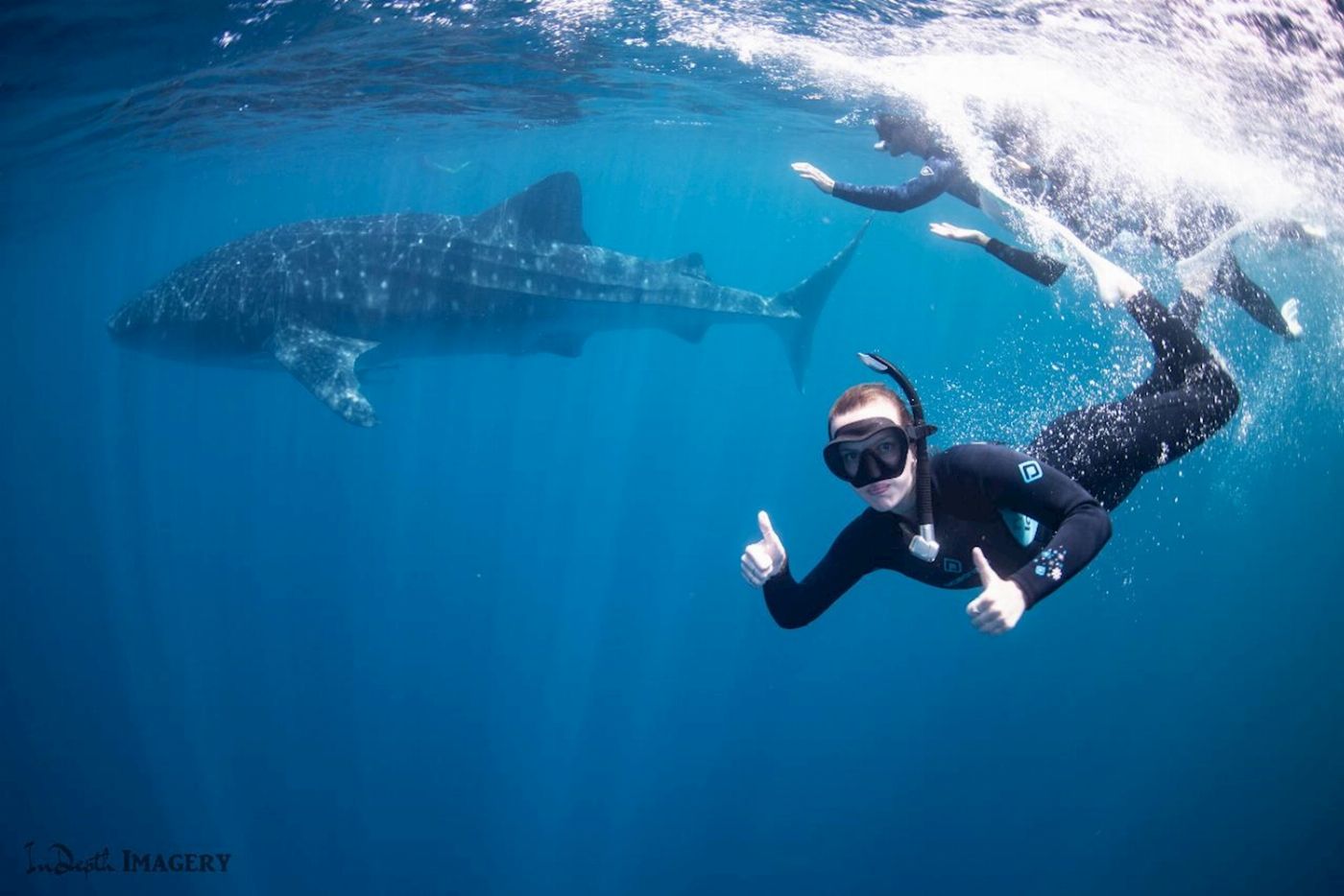 Coral Bay Ecotours Whale Shark Safari
