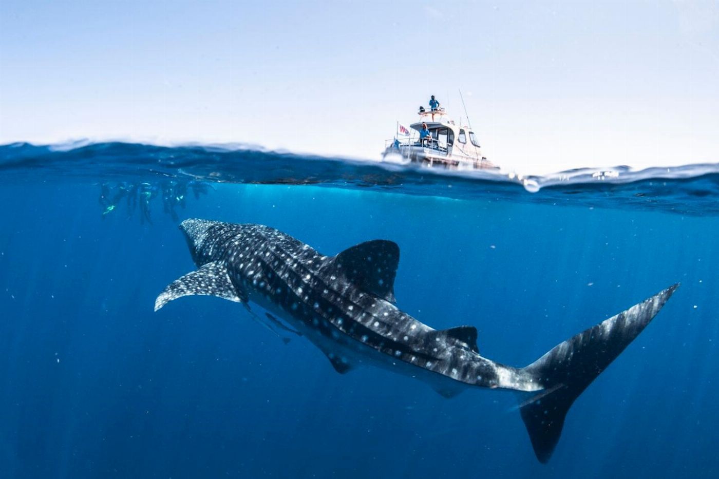 Coral Bay Ecotours Whale Shark Safari
