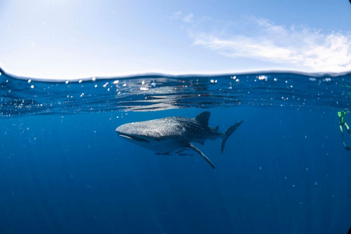 Coral Bay Ecotours Whale Shark Safari
