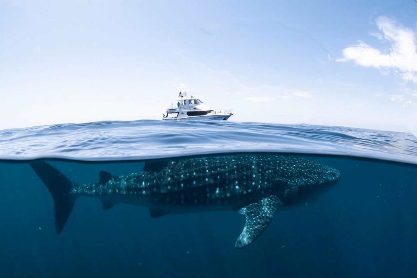 Coral Bay Ecotours Whale Shark Safari