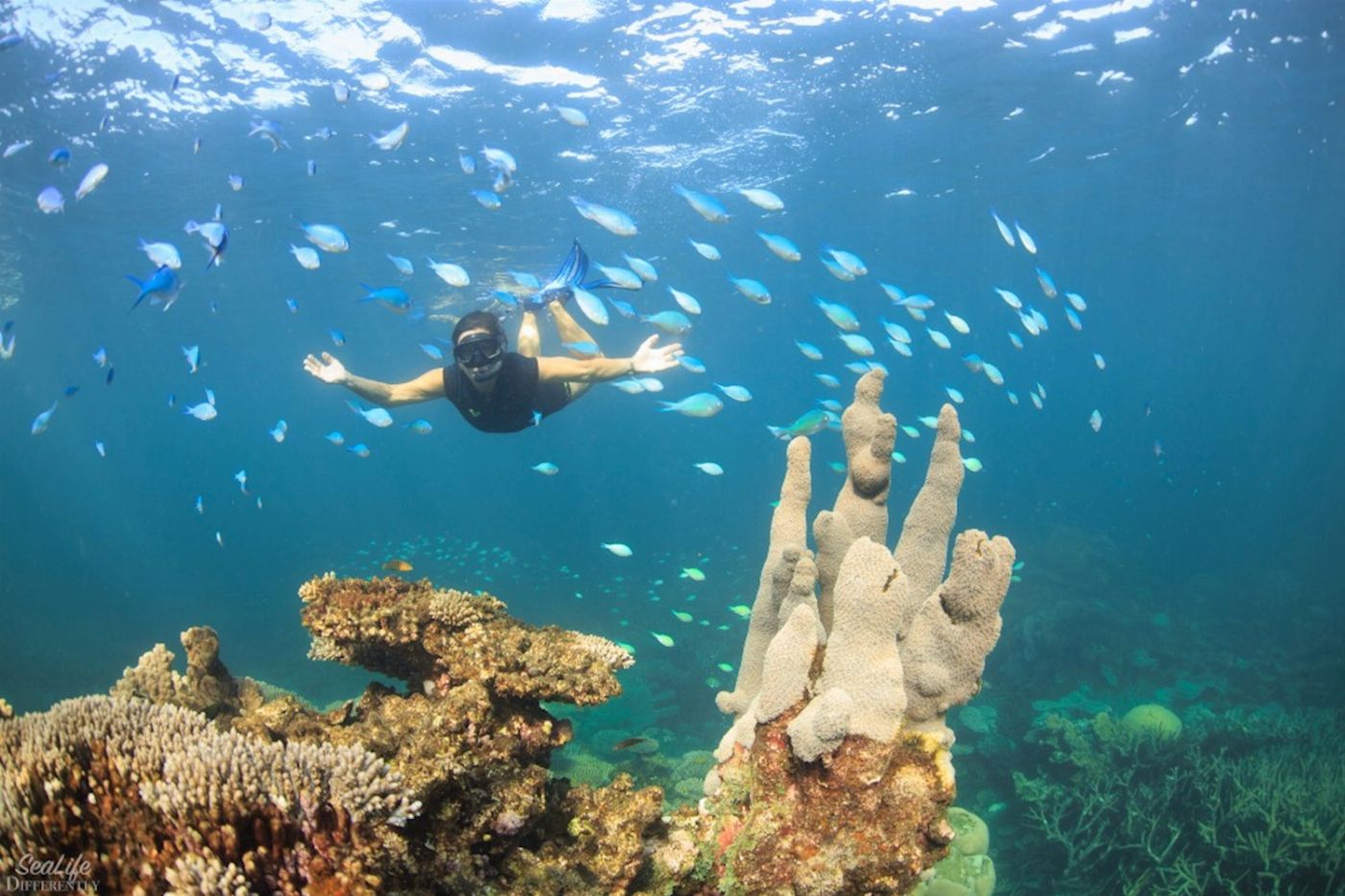 Coral Bay Ecotours Coral Viewing and Snorkeling