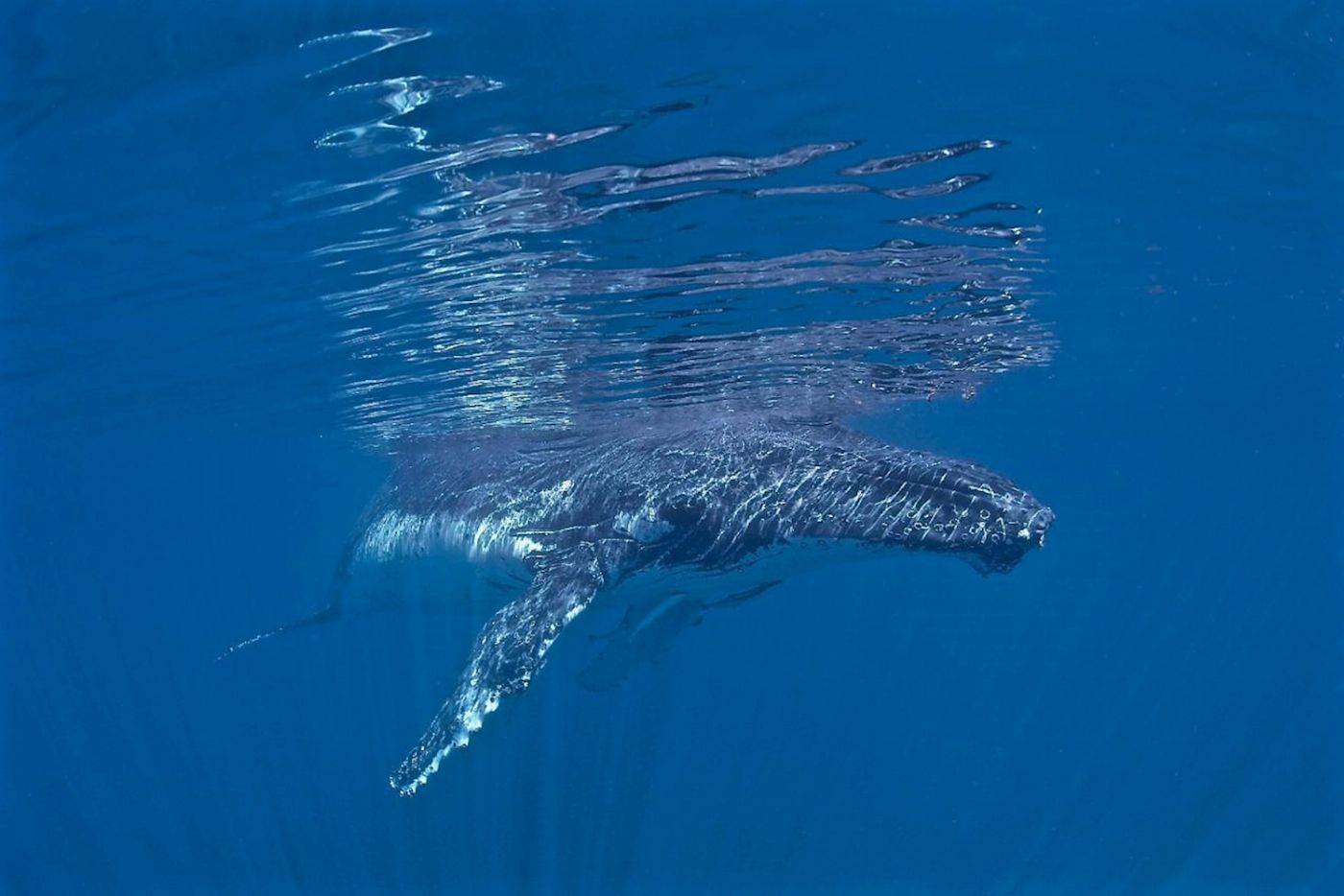 Coral Bay Ecotours Humpback Whale Safari