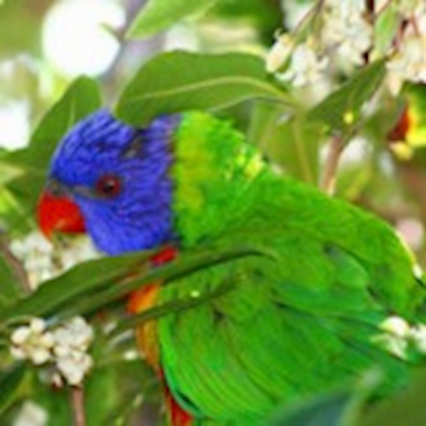 Boutique Tours Activity Blue Mountains Nature and Wildlife Tour