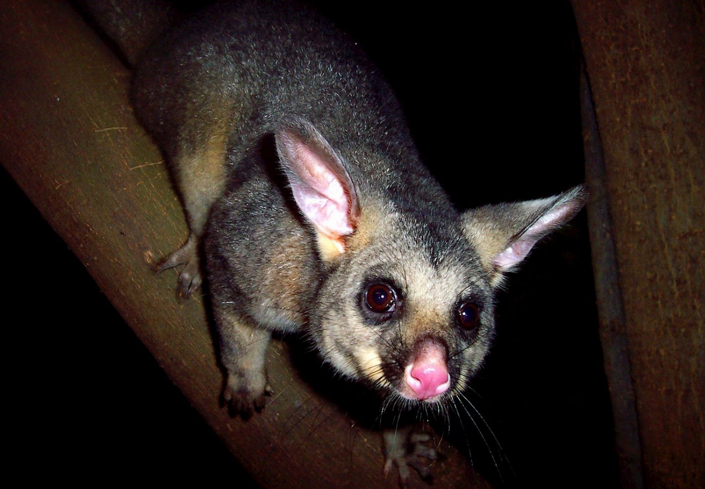 Boutique Tours Activity Blue Mountains Nature and Wildlife Tour