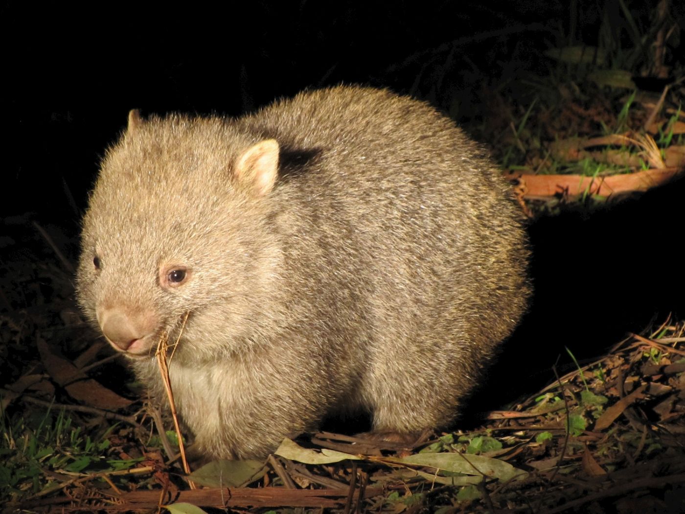 Boutique Tours Activity Blue Mountains Nature and Wildlife Tour