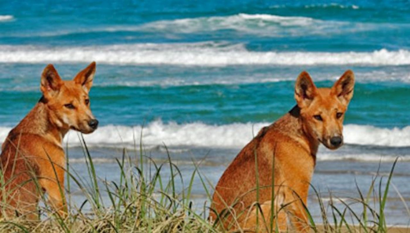 Bushwacker Eco Tours Fraser Island 4WD Exclusive Tour