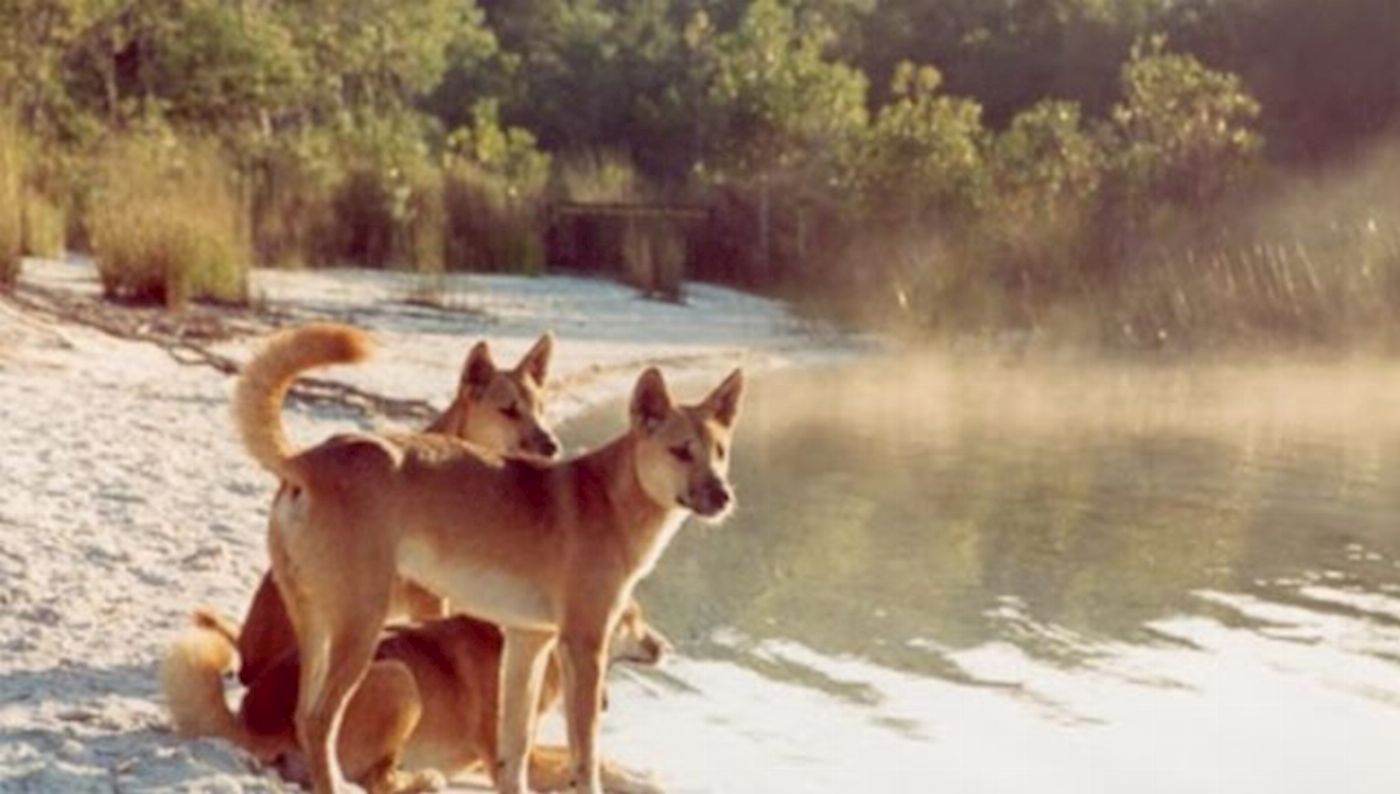 Bushwacker Eco Tours Fraser Island 4WD Exclusive Tour