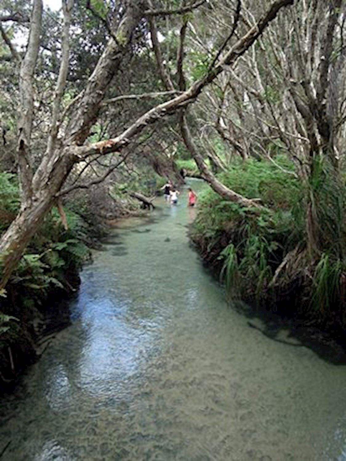 Bushwacker Eco Tours Fraser Island Overnight 4WD Safari Tour