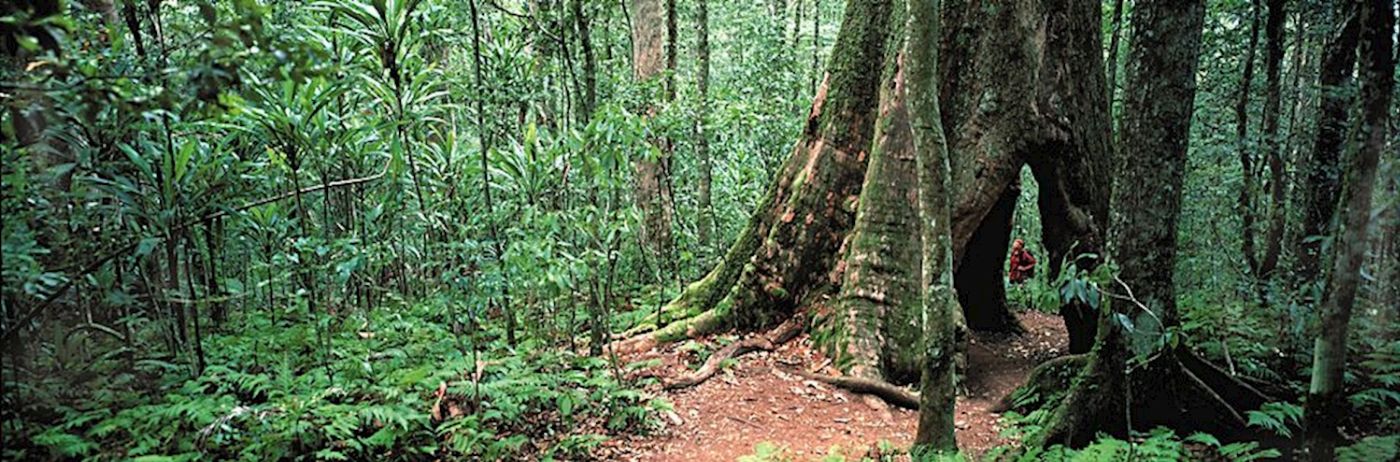 Bushwacker Eco Tours Springbrook National Park Tour