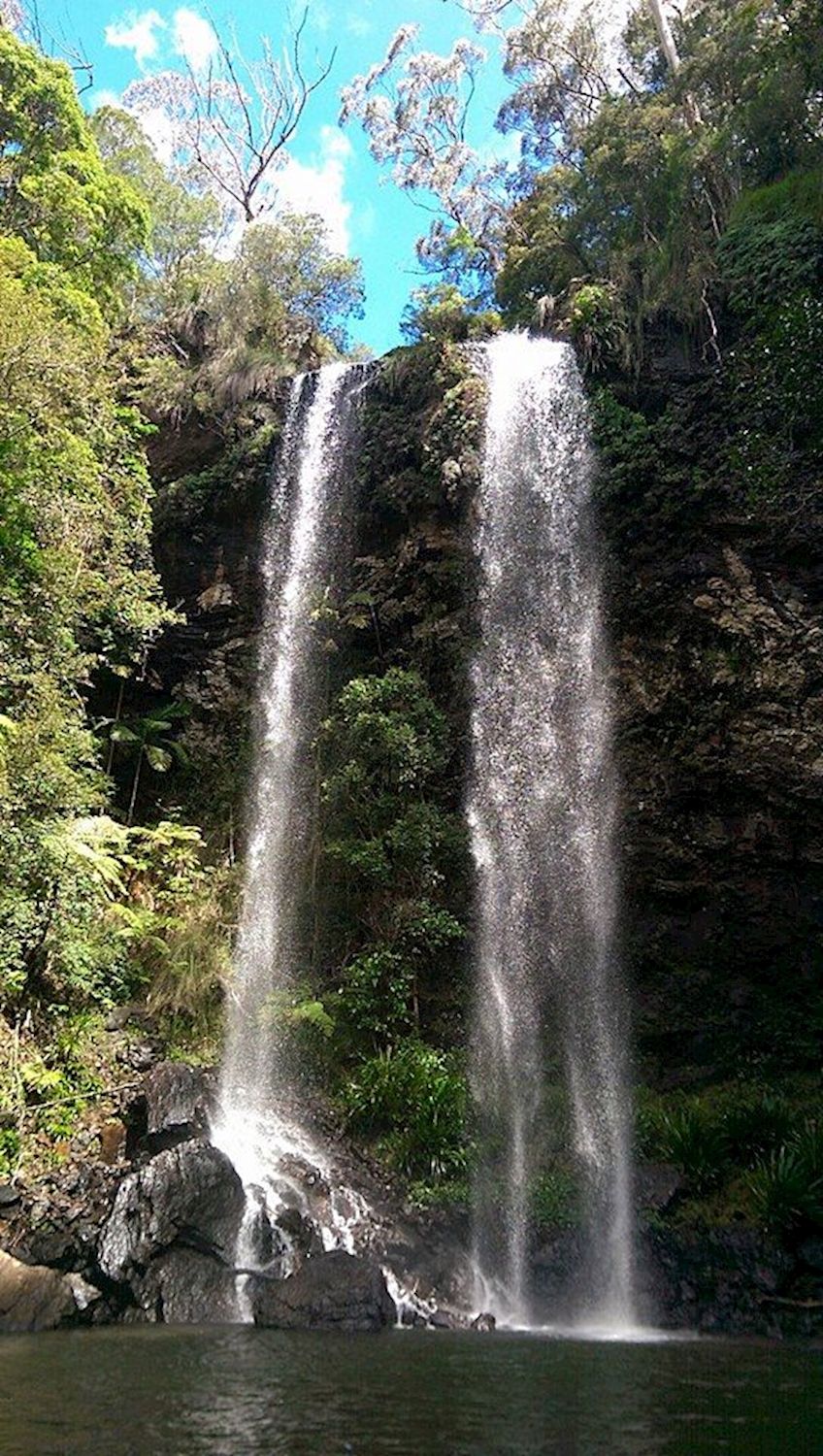 Bushwacker Eco Tours Springbrook National Park Tour