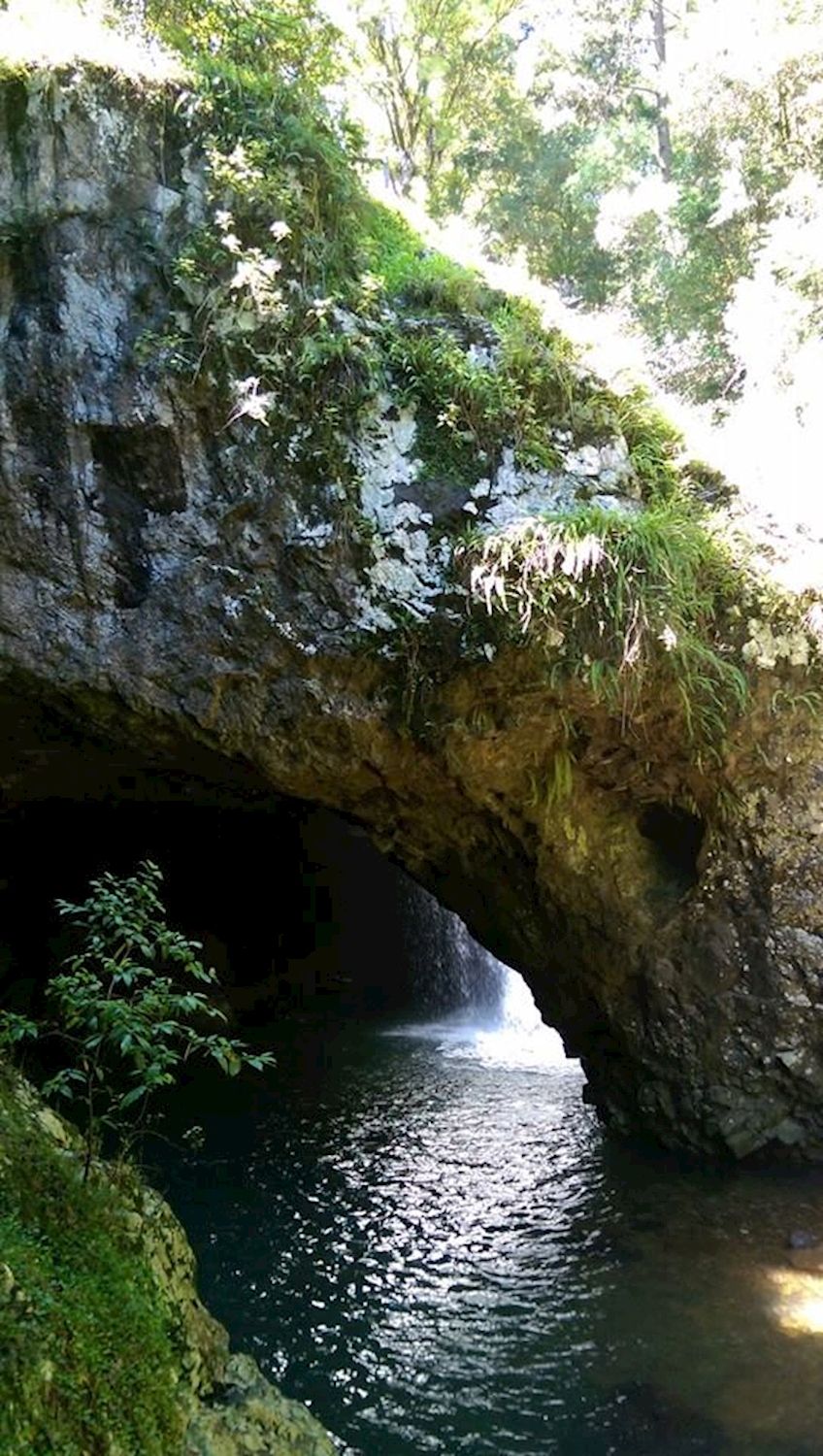 Bushwacker Eco Tours Springbrook National Park Tour