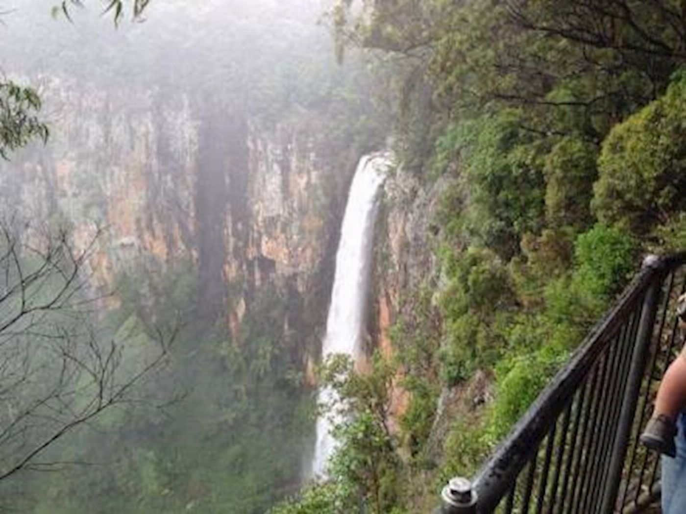 Bushwacker Eco Tours Springbrook National Park Tour