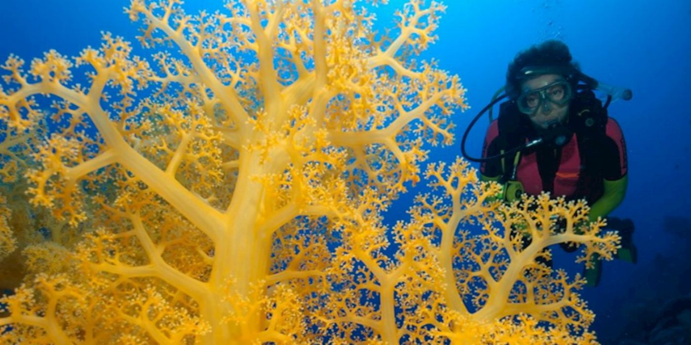 Spirit of Freedom Cod Hole & Coral Sea 7 Night Adventure