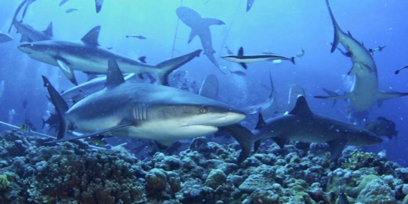 Spirit of Freedom Cod Hole & Coral Sea 7 Night Adventure