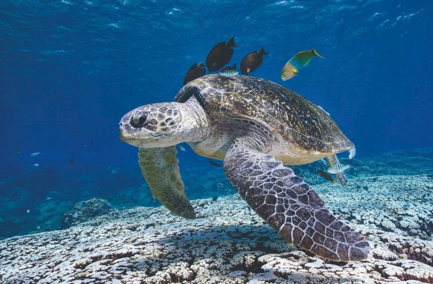 Sunreef Mooloolaba Flinders Reef Dive Trip