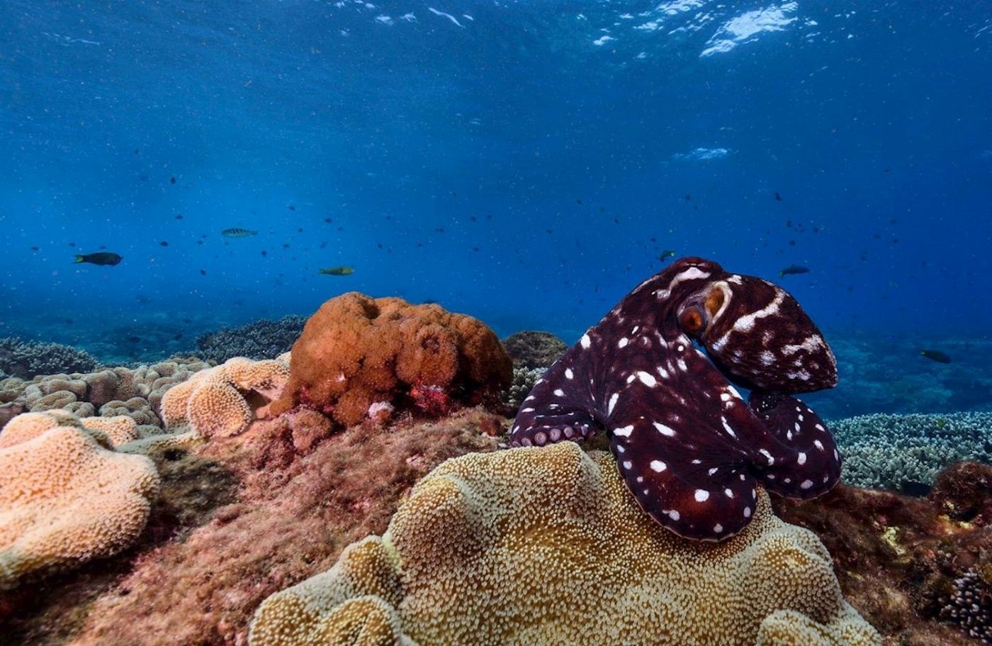 Sunreef Mooloolaba Snorkel with Turtles at Mudjimba Island