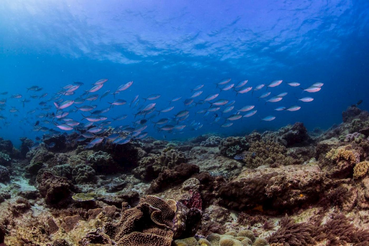 Sunreef Mooloolaba Snorkel with Turtles at Mudjimba Island