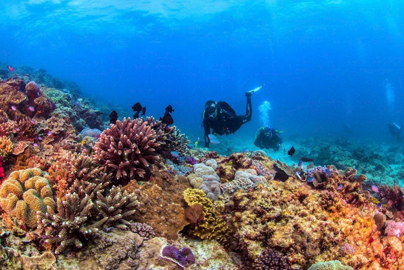 Sunreef Mooloolaba Snorkel with Turtles at Mudjimba Island