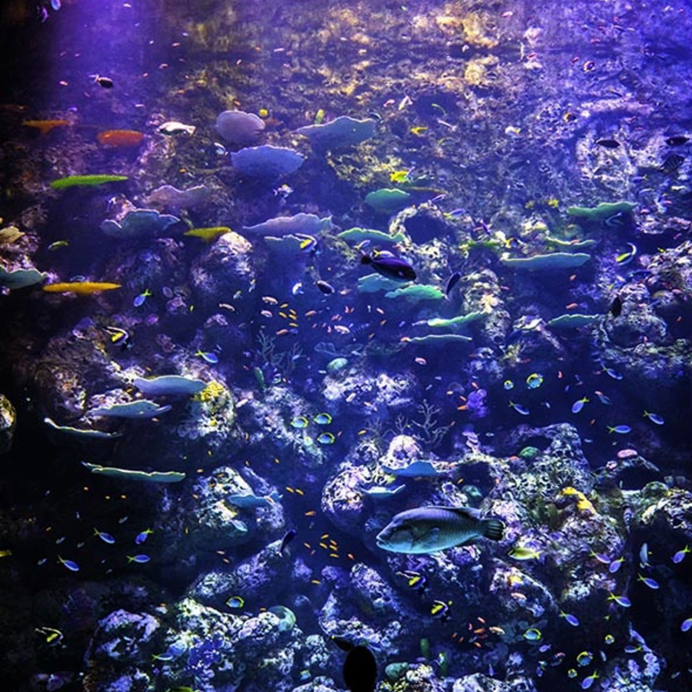 Cairns Aquarium General Admission