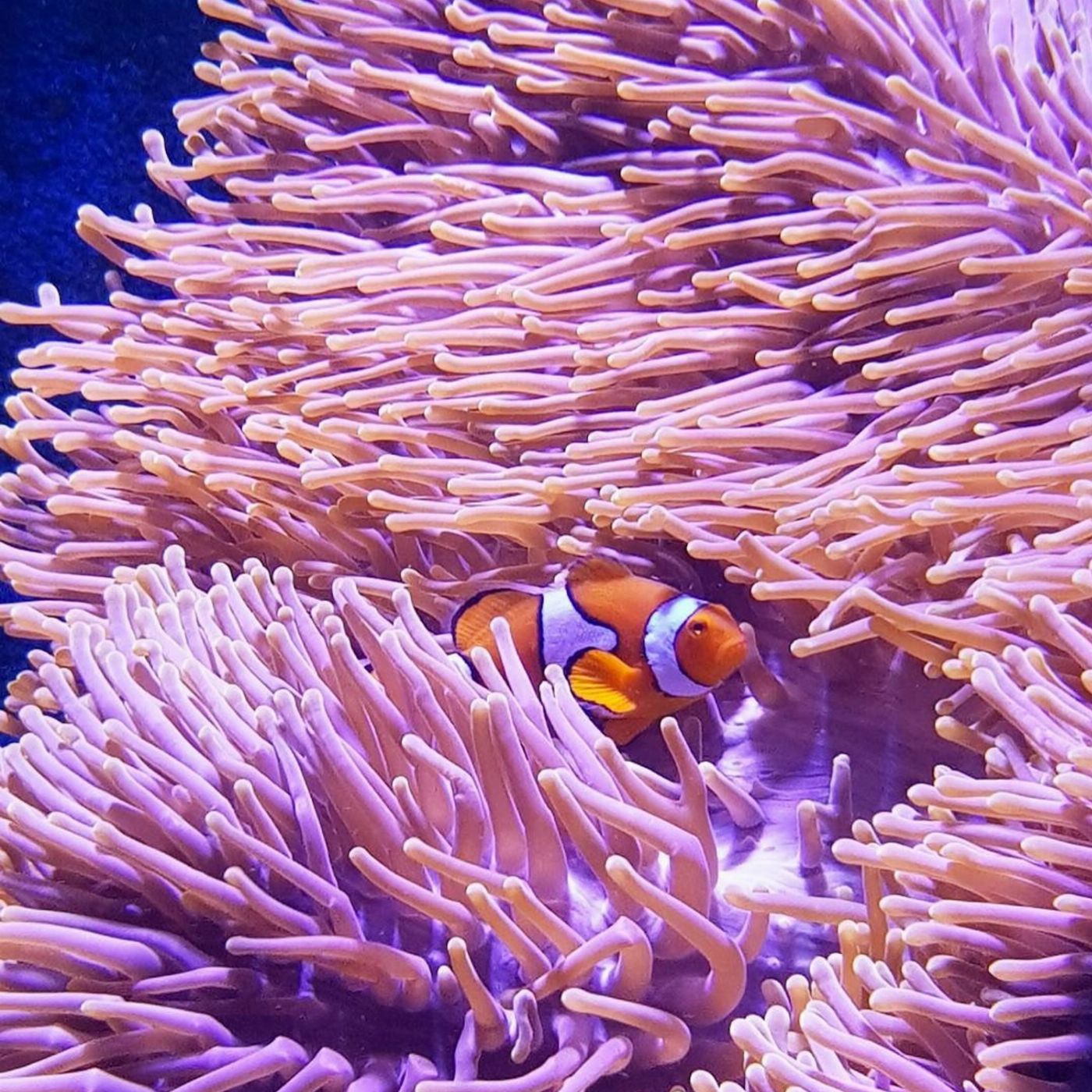 Cairns Aquarium General Admission