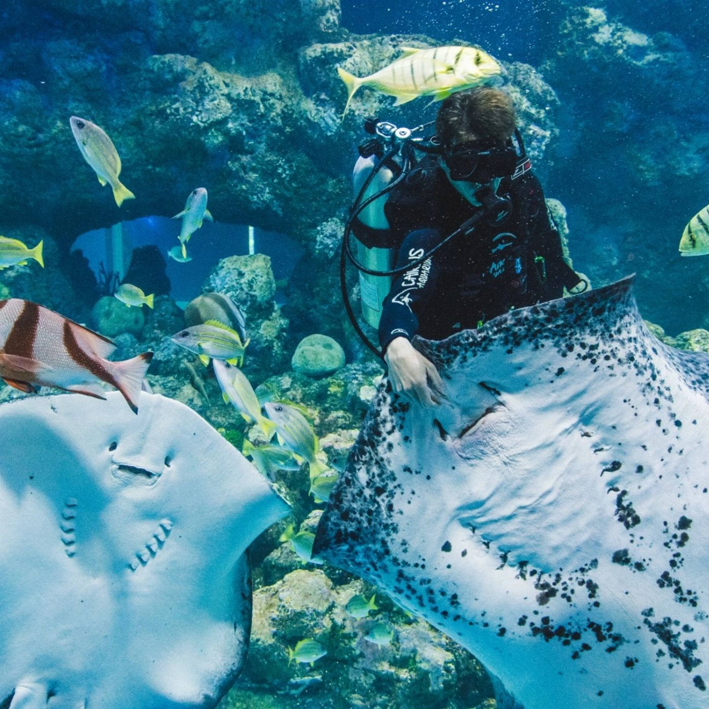 Cairns Aquarium General Admission