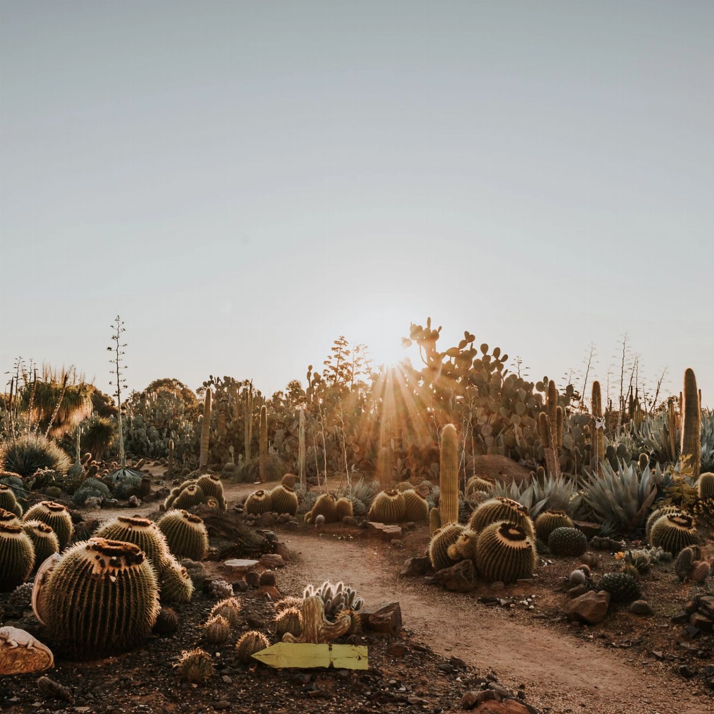 Cactus Country Garden Entry