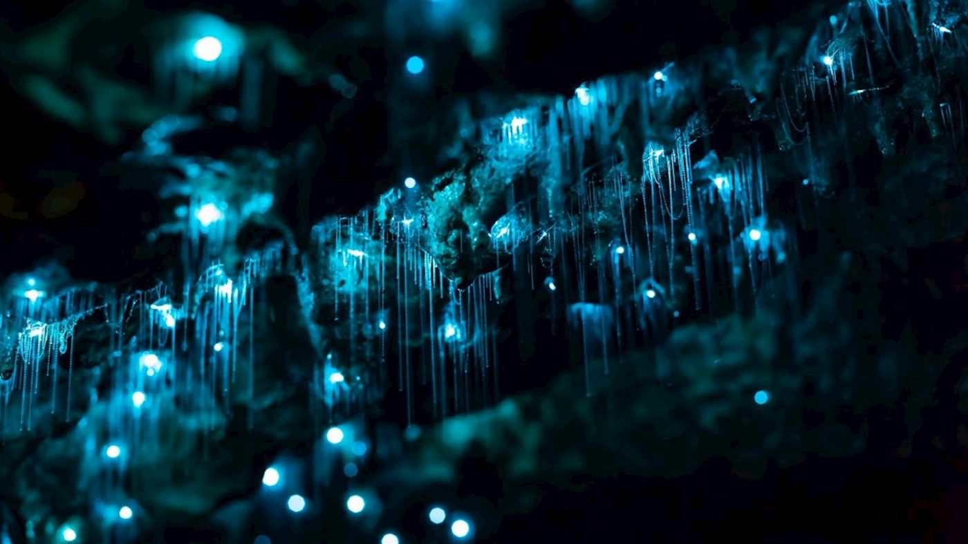 Rise Up Hinterland Waterfall & Glow-worm Experience