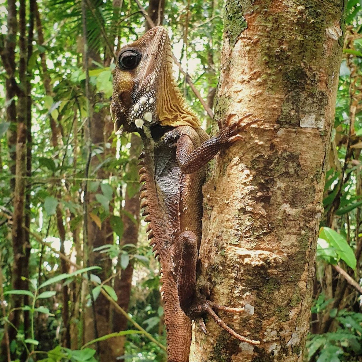 Back Country Bliss Adventures Mossman Gorge Adventure Day with River Drift